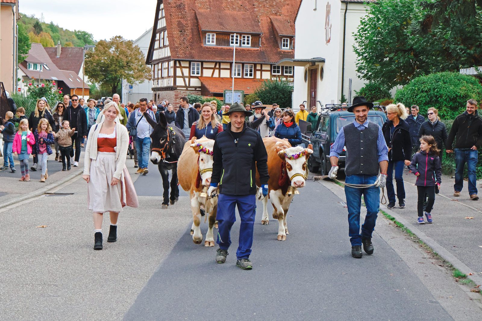 Weideabtrieb 2022 mit Hinterwälder Rinder und Eseln