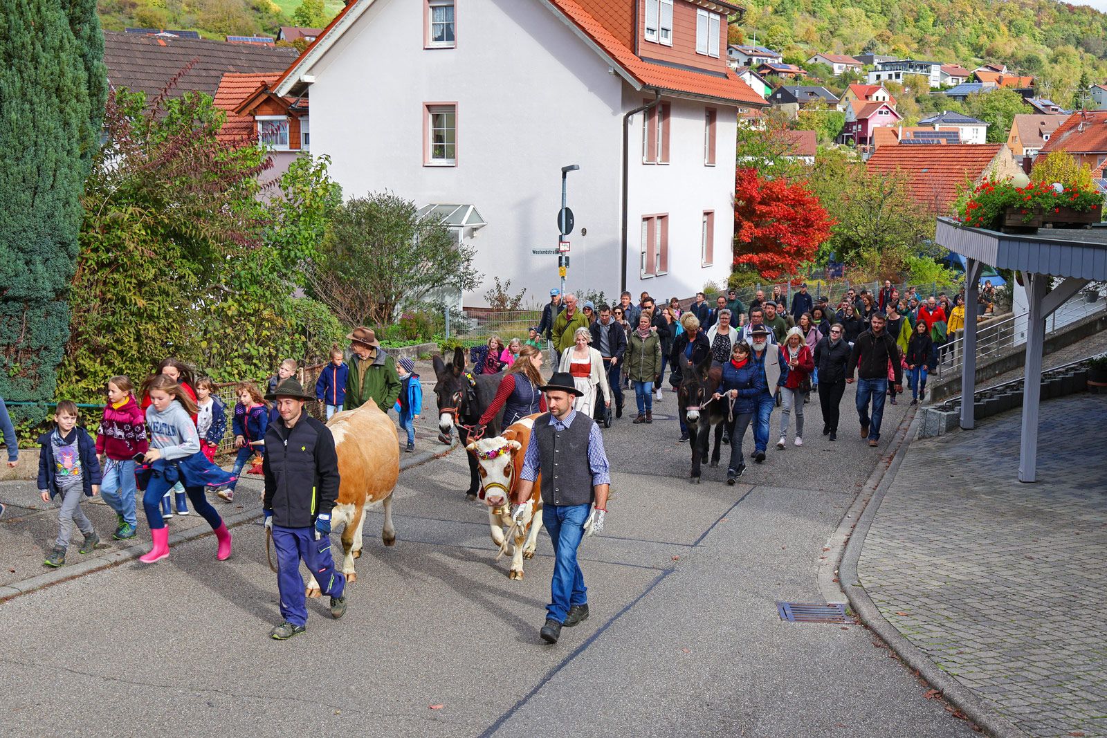 Weideabtrieb 2022 in Keltern Ellmendingen