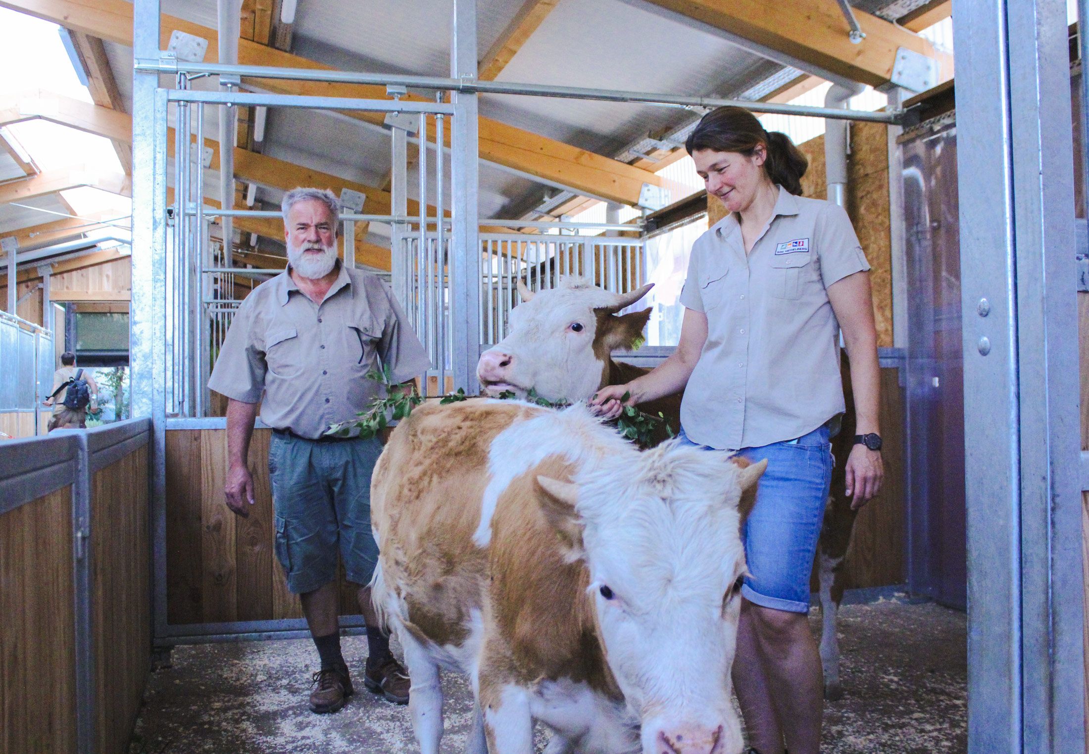 Hinterwälder Rinder im Zoo Heidelberg mit Klaus Nittel