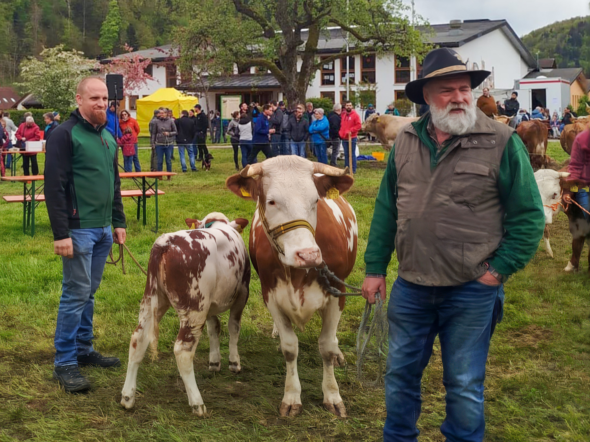 Nittel Rind auf der Hinterwälderschau